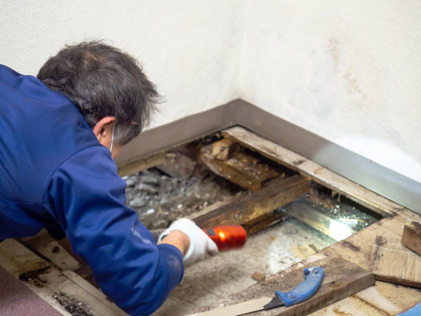 Best Emergency Mold Removal  in Stevenson Ranch, CA