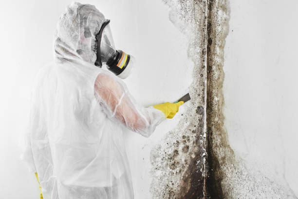 Best Toxic Mold Removal  in Stevenson Ranch, CA