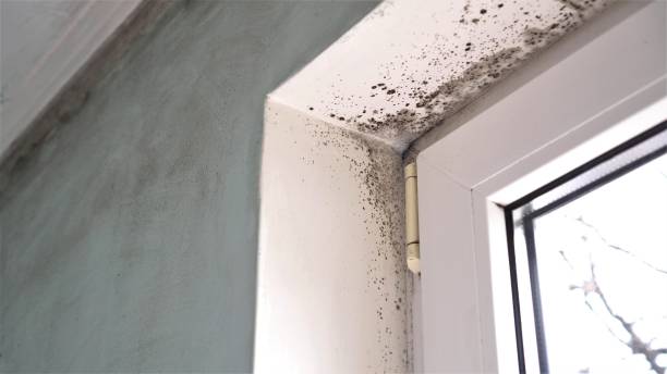  Stevenson Ranch, CA Mold Removal Pros