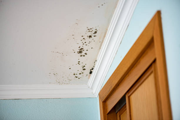 Best Commercial Mold Removal  in Stevenson Ranch, CA
