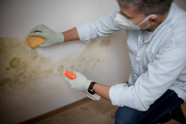 Best Fast Mold Removal  in Stevenson Ranch, CA