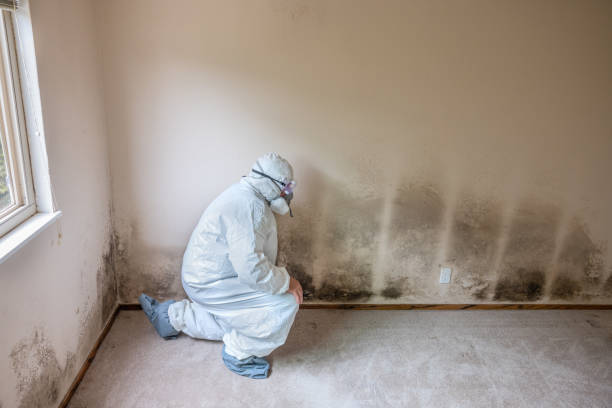 Stevenson Ranch, CA Mold Removal Company