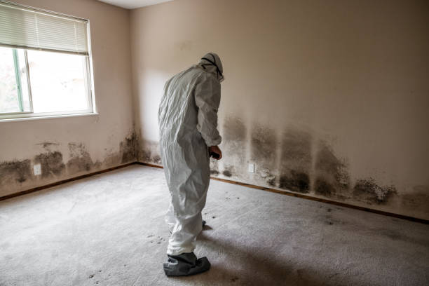 Trusted Stevenson Ranch, CA Mold Removal Experts