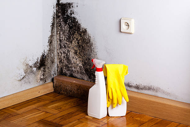 Best Crawl Space Mold Removal  in Stevenson Ranch, CA