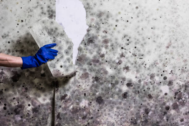 Best Mold Testing  in Stevenson Ranch, CA