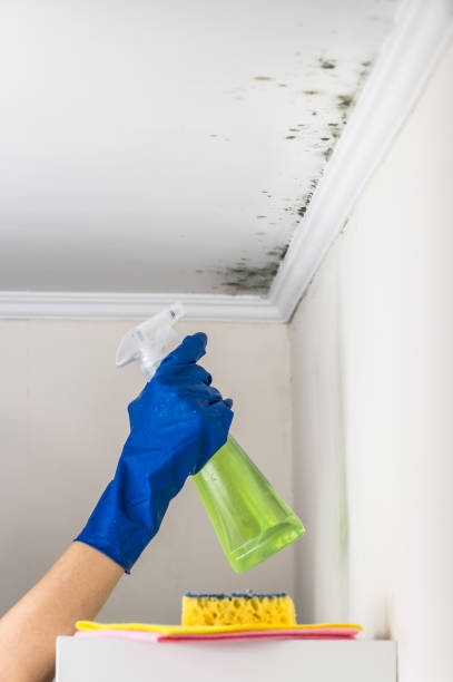 Best Mold Removal Company Near Me  in Stevenson Ranch, CA